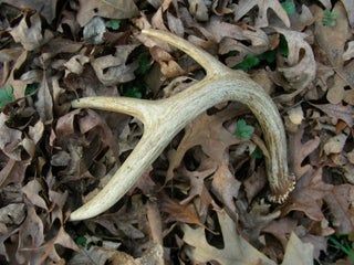 Deer Antler Crafts Ideas, Rustic Deer Decor, Deer Antler Ideas, Deer Horn Jewelry, Shed Hunting, Diy Antlers, Antler Projects, Deer Antler Crafts, Antler Ideas