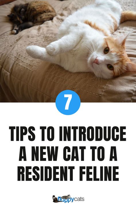 Introducing a new cat or kitten to your resident feline can be tricky, but it doesn't have to be stressful. Follow our 7 expert tips for a introduction, prevent aggression, and help your cats build a strong bond. Safe Room Doors, How To Introduce Cats, Cat Advice, Jackson Galaxy, Cat Steps, Baby Gates, Safe Room, Ragdoll Kitten, New Cat