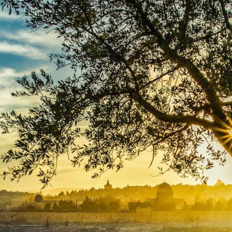 The Mount of Olives is a north-south ridge that sits on the eastern watershed of the hills around Jerusalem. To its east, the land slopes... | Instagram The Jordan River, Rain Shadow, Mount Of Olives, Weather Patterns, North South, The Hills, The Land, Quick Saves, Instagram