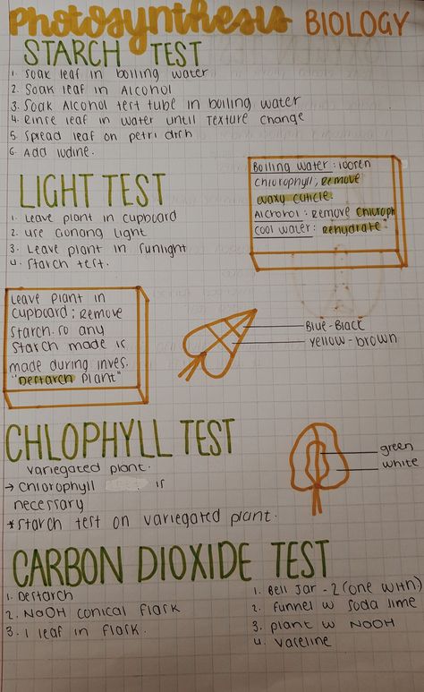 Science Notes Photosynthesis, Photosynthesis Revision Notes, Biology Revision Gcse Photosynthesis, Photosynthesis Vs Cellular Respiration, Plant Nutrition Biology Notes, Plant Pathology Notes, Photosynthesis Notes Biology, Science Grade 7 Notes, Life Science Notes Grade 10