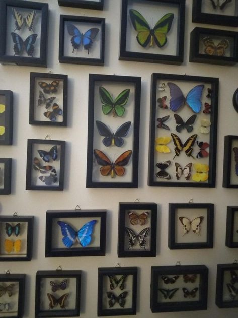 Butterfly Display Wall, Moth Themed Bedroom, Butterfly Display Case, Butterflies In Frames, Taxidermy Butterfly Wall, Butterfly Gallery Wall, Bug Preservation, Entomology Display, Framed Butterfly Wall Art