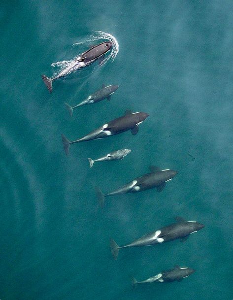 Bird’s eye view of a pod of orcas—killer whales—cruising Puget Sound. Water Animals, Orca Whales, Underwater Life, Aquatic Animals, Marine Mammals, Ice Age, Narwhal, Marine Animals, Killer Whales