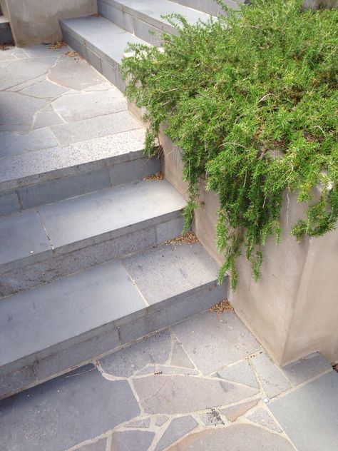 Crazy paving and sawn bluestone combo Crazy Paving Stairs, Crazy Pave Stepping Stones, Driveway Paving Design, Land Scaping Ideas Front Yard, Cafe Courtyard, Land Scaping Ideas, Grout Colours, Crazy Pave, Bluestone Paving