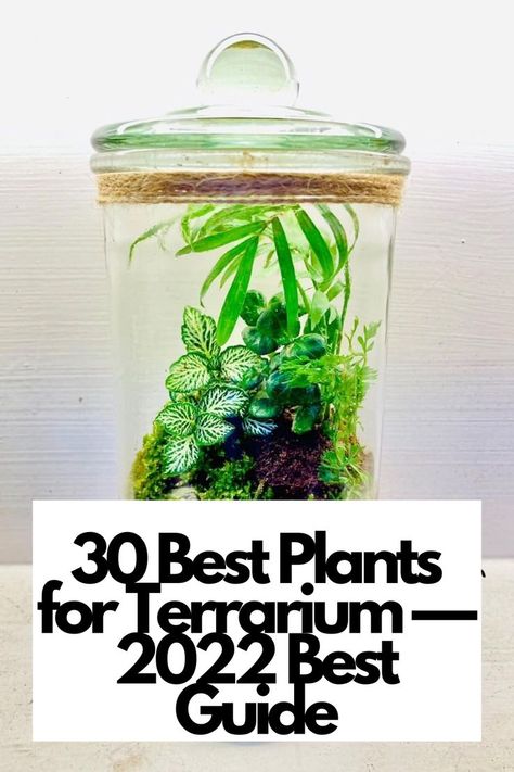 Discover the Ultimate Terrarium Guide: 30 Best Plants for 2022!
Transform your terrarium into a lush paradise with our handpicked selection of the top 30 plants for 2022. Explore a wide range of plant species carefully chosen for their compatibility, low maintenance, and visual appeal. 🍃✨ With our expert tips and detailed descriptions, you'll have all the knowledge you need to craft a thriving miniature ecosystem.  IG Photo by: linnys_mini_garden Terrarium Ideas Unique, Plants For Terrariums, Plant Racks, Purple Passion Plant, Tank Terrarium, Dish Gardens, Orchid Terrarium, Indoor Planting, Open Terrariums