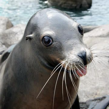 Cute Animals Kissing, Animals Kissing, Animal Hugs, Georgia Aquarium, Bronx Zoo, A Seal, Marine Mammals, Sea Lion, Love Is In The Air