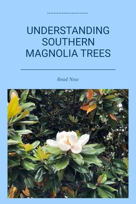 Southern magnolia trees, known for their stunning large glossy leaves and fragrant white flowers, are a cherished addition to many gardens. These majestic trees can be quite messy with their shedding leaves, flowers, and seed pods. Discover how to maintain your Southern magnolia while enjoying its beauty. Learn essential tips to keep your yard tidy and the pros and cons of this iconic tree. Know how it can enhance your outdoor space in charming ways, adding elegance to your landscape. Magnolia Tree Landscaping, Gold Mop Cypress, Southern Magnolia Tree, Propagation Tips, Magnolia Grandiflora, Southern Magnolia, Sweet Gum, Magnolia Tree, Magnolia Trees