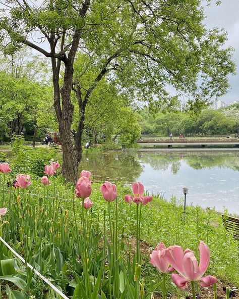 Journal Pics, Pink Spring Flowers, Green Theme, Magical Garden, Landscape Scenery, Spring Aesthetic, Background Pictures, Nature Aesthetic, Flowers Nature