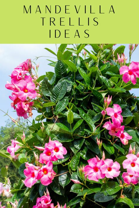 Plants That Vine Trellis, Mandevilla Trellis In Pot, Plants That Climb Trellis, Mandavilla Potting Ideas, Mandevilla Trellis Ideas, Diy Small Trellis For Flower Pot, Trellis In Pots, Mandevilla Vine Ideas Trellis, Trumpet Vine Trellis Ideas