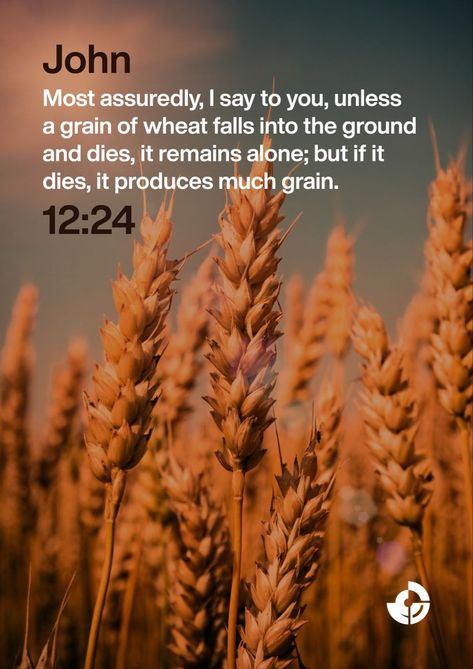 John 12:24 Jesus Christ, Wheat, Grain, Inspirational Quotes, Bible, Quotes, Quick Saves