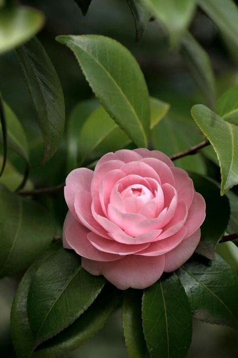 Camelia Pink Camellia, Gardenia Flower, Spring Garden Flowers, Beautiful Flowers Photography, Camellia Flower, The Secret Garden, Beautiful Flowers Wallpapers, Beautiful Rose Flowers, Beautiful Flowers Pictures