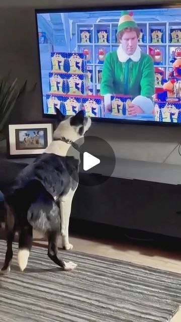 Funny Dog Gifs, Dogs Being Silly, Puppy Videos Funny Hilarious, Dogs Watching Tv, Dogs Talking Videos, Funny Dog Videos Hilarious Puppys, Animal Videos Funny Hilarious, Guilty Dogs Video, Funny Dog Video