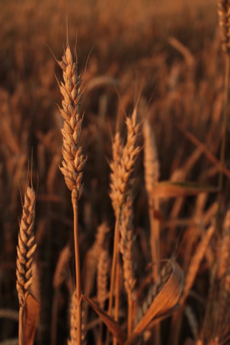 brown wheat field during daytime photo – Free Brown Image on Unsplash Image Cloud, Nature Images Hd, Infographic Video, Brown Image, Portrait Background, Wheat Field, Sun Rise, Wheat Fields, Plant Wallpaper