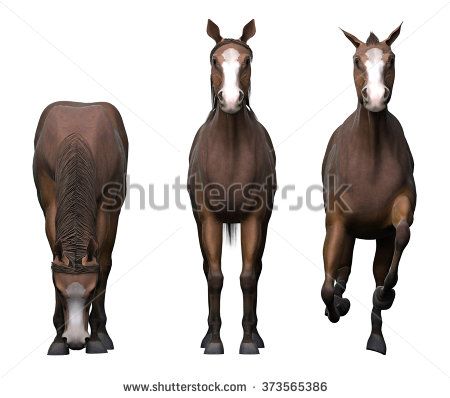 three horses. front view Centaur Anatomy, Horse Outline, Webtoon Reference, Dragon Character, Three Horses, Native American Horses, Drawings Sketches Pencil, Horse Illustration, Sketches Pencil