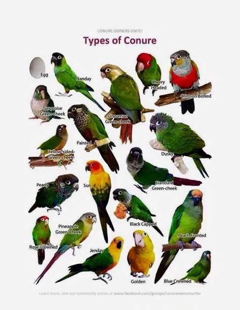 Types of Conures … Conure Bird, Bird Breeds, Conure Parrots, Parrot Pet, Bird Aviary, Bird Care, African Grey Parrot, Parrot Toys, Australian Birds