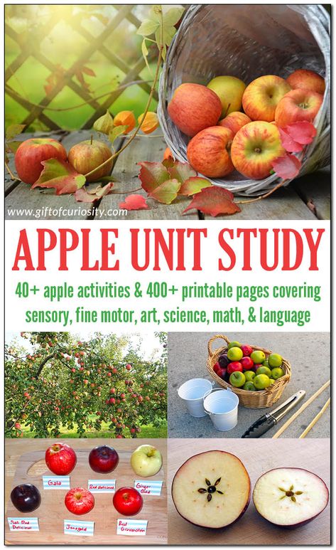 Apples Unit 2nd Grade, Apple Unit 2nd Grade, September Unit Studies, Apple Curriculum, Apples Unit Kindergarten, Apple Lesson Plans, Apple Unit Study, Preschool Apple Activities, Books Suggestions