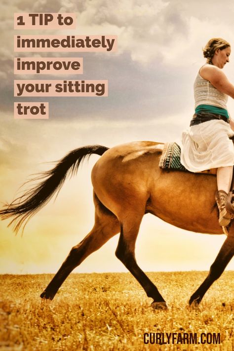 tips for learning to sit the trot for dressage Western Riding Tips, Dressage Exercises Training, Horse Drills, Sitting Trot, Horse Training Ground Work, Centered Riding, Horse Training Exercises, Horseback Riding Tips, Bareback Riding