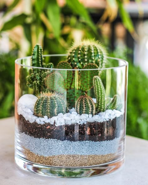 Cactus Aesthetic, Fall Flower Pots, Mini Cactus Garden, Mini Succulent Garden, Succulents In Glass, Plant In Glass, Aesthetic Plant, Cactus Terrarium, Diy Succulent Terrarium