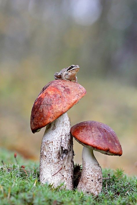 Mushroom Core, Sticker Inspiration, Mushroom Pictures, Mushroom Drawing, Animal Reference, Urban Landscapes, Personal Aesthetic, Mushroom Fungi, Aerial Yoga