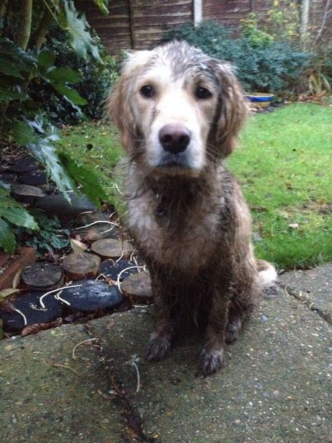 #naughty #muddy #messy #fun #shame #sorrymum #puppy Wash The Muddy Farm Animals, Muddy Horse, Harry The Dirty Dog, Muddy Dog, Pokemon Team, Puppy Dog Eyes, Muddy Waters, Dog Eyes, Bookish Things