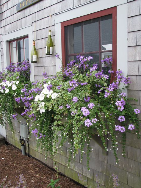 Nantucket - lovely Window Box Flowers, Window Planters, Container Gardening Flowers, Window Planter Boxes, Garden Containers, Garden Windows, Container Flowers, Window Boxes, Garden Cottage