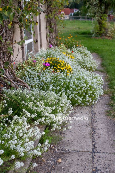 Sweet alyssum (Lobularia maritima) as a border in the back garden Alyssum Flowers, Sweet Alyssum, Flower Bed Designs, Garden Walkway, Flower Landscape, Hardy Perennials, Garden Photography, Deck Garden, Garden Borders