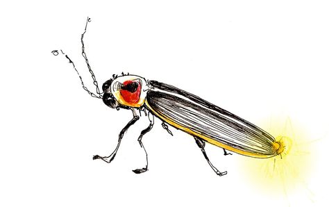 Lightning Bug Sketch, Realistic Firefly Tattoo, Firefly Tattoo Simple, Lightning Bug Drawing, Lighting Bug Tattoo, Lightning Bug Tattoo, Enchanted Wonderland, Firefly Tattoo, Bug Cartoon