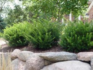 Evergreen Shrubs - the Most Important Part of Your Mixed Border Yew Shrub, Foundation Plants, Perennial Garden Plans, Evergreen Garden, Driveway Landscaping, Landscaping Inspiration, Garden Shrubs, Landscape Plants, Evergreen Plants