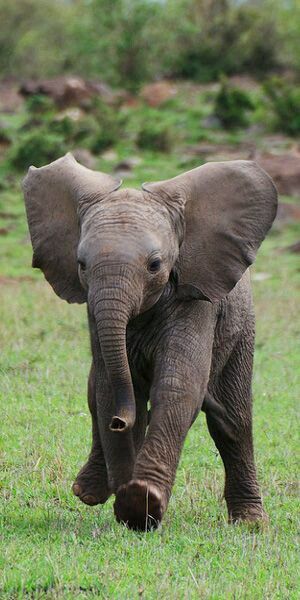 Elephant Photography, Animals Adorable, Elephant Pictures, Elephants Photos, Save The Elephants, Animals Funny, Elephant Love, Baby Animals Funny