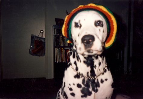 Rasta Lou Dog! <3 Lou Dog, Dalmatian