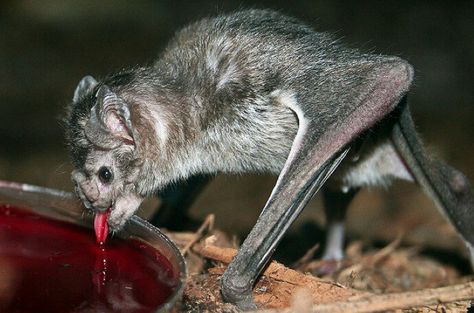 Bats Reference, Vampire Bats, Interesting Creatures, Bat Species, Animal Inspiration, Vampire Aesthetic, Animal Reference, Baby Bats, Vampire Bat