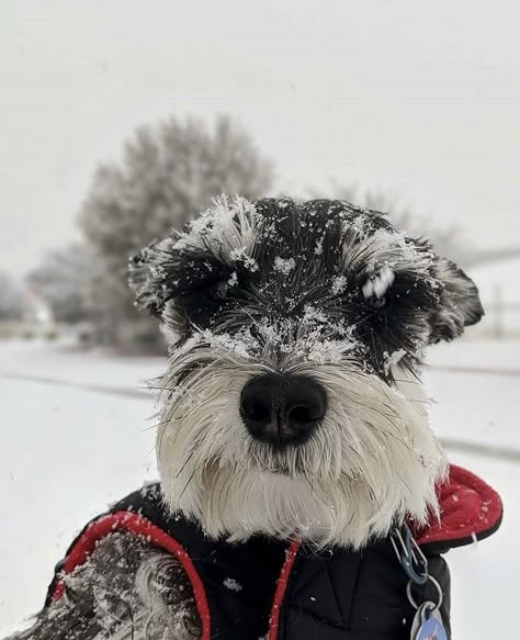 Mini Schnauzer Puppies, Standard Schnauzer, Puppies Cute, Dog Aesthetic, Miniature Schnauzer Puppies, Schnauzer Dog, Schnauzer Puppy, Very Cute Dogs, Puppies And Kitties