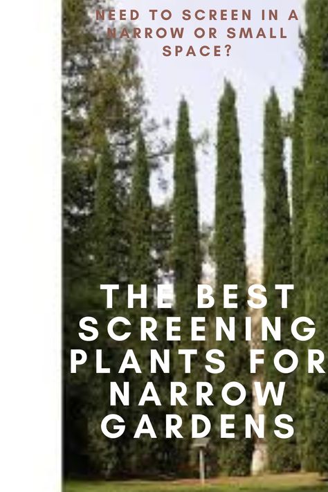 The Best Screening Plants For Narrow & Small Gardens Australian Gardens Egardens.com.au Screening Plants Australia Fence, Tall Screening Plants, Screening Plants Australia, Side Garden Ideas Narrow, Side Yard Landscaping Narrow, Narrow Garden Bed, Screening Plants, Tall Potted Plants, Australian Gardens