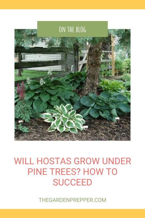 will hostas grow under pine trees Under Pine Tree Ideas, Planting Under Pine Trees, Plants That Grow Under Pine Trees, Hostas Around Tree Base, Plants Under Pine Trees, Fast Growing Pine Trees, White Pine Tree, Holly Tree, Tree Base