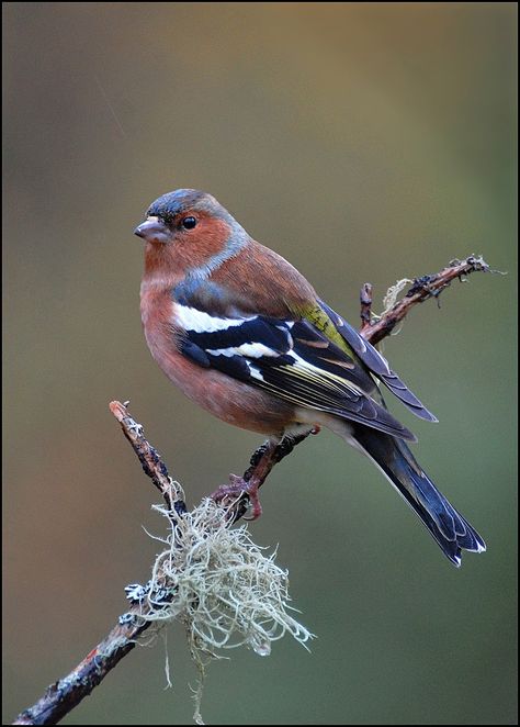 chaffinch author coulter ron Chaffinch, British Wildlife, Bird Watcher, Bird Pictures, Exotic Birds, Pretty Birds, Bird Photo, Colorful Birds, Alam Yang Indah