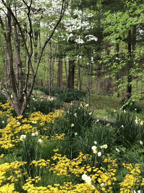 Spring Foliage, Woodland Wonderland, Our Planet Earth, Spring Photos, John Muir, Pretty Places, Spring Garden, Planet Earth, Our Planet