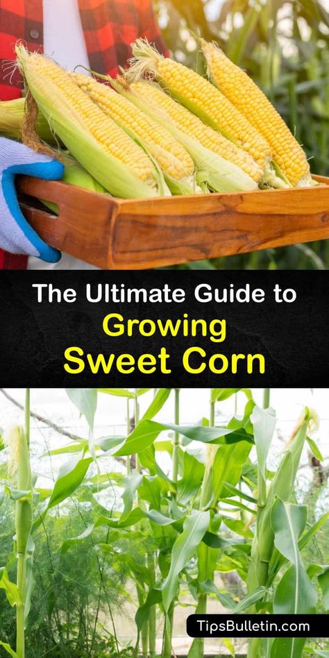 Growing Sweet Corn, Harvest Corn, Seasoned Corn, Growing Corn, Food Plot, Vegetable Benefits, Corn Seed, Herb Gardening, Corn Plant