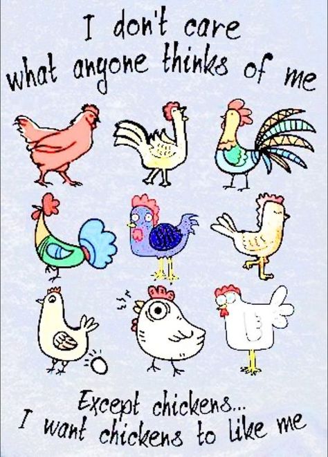 City Chickens, Chicken Photos, Chicken Quotes, Chicken Facts, Funny Chickens, Chicken Jokes, Coop Decor, Farm Humor, Chicken Drawing