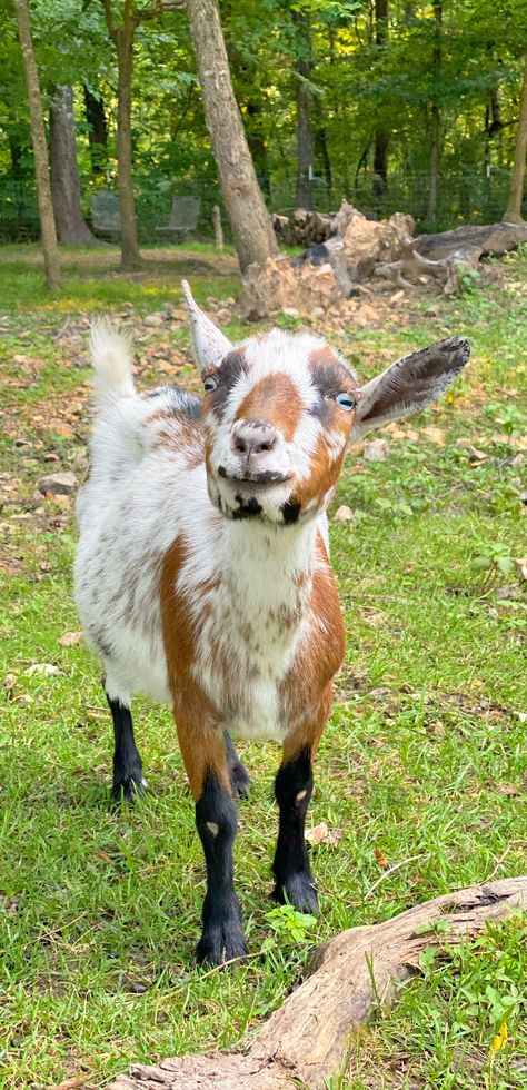 American Pygmy Goat, Animals Wallpaper Aesthetic, Goat Photos, Wallpaper Aesthetic Nature, Goat Photo, Goat Pictures, Milking Goats, Satyr Costume, Tattoo Goat