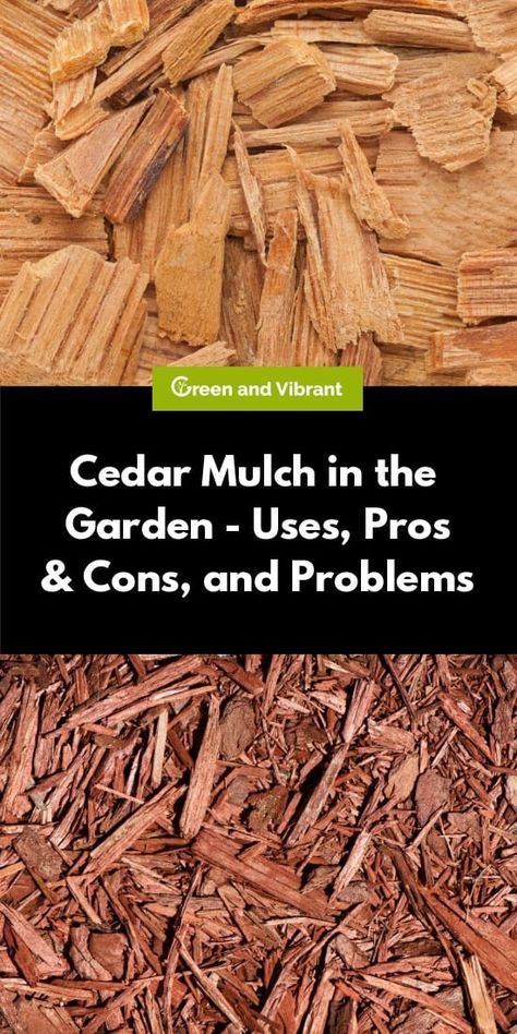 A common tip for gardeners to help keep their soil moist for longer is to ‘mulch over the soil,’ but what does this actually entail, and which mulch is best? The most commonly used mulch is mulch made from chipped or shredded wood, with cedar wood being among the most popular types of wood to use for this purpose. Wood Chips Landscaping, Wood Chips Garden, Intensive Gardening, Cedar Mulch, Biointensive Gardening, Wood Chip Mulch, Cedar Chips, Trees For Front Yard, Types Of Mulch