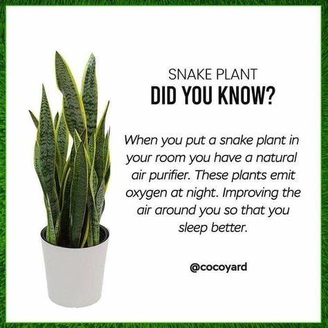 Plants At Home, Snake Plant Care, Plant Benefits, Snake Plants, Household Plants, Trendy Plants, Inside Plants, Growing Plants Indoors, Indoor Plant Care