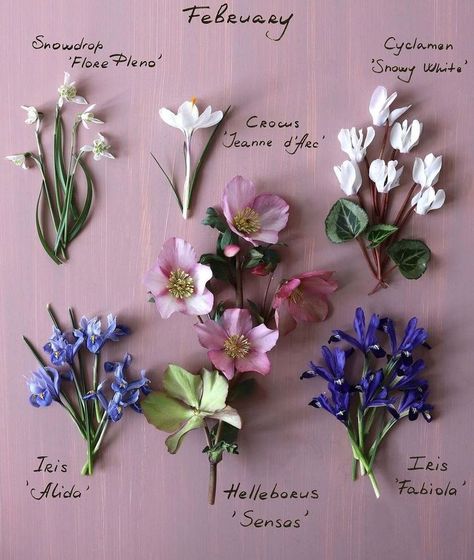 February Floral Arrangements, February Flower Arrangements, February Flowers, February Flower, Floral Tattoos, London Garden, Flower Guide, Cut Flower Garden, Flower Names