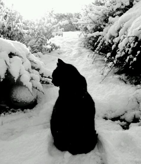 Pixie Reef Black Cat Aesthetic, Winter Cat, A Black Cat, Outdoor Cats, Cat Aesthetic, Doja Cat, Cats Meow, Black Cats, Black Bear