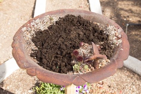 Succulents In Bird Bath, Flowers In Bottles, Metal Bird Bath, Unique Garden Ideas, Plant Succulents, Upcycle Garden, Plants Care, Bird Bath Garden, Succulent Gardens