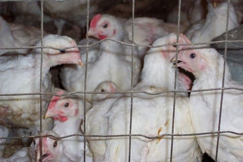 World Animal Protection (WAP) has released a shocking report showing that some of the world’s biggest fast-food giants are failing to address the extreme suffering of chickens raised for their meat in factory farms. The report, entitled The Pecking Order 2018, is the first such study to look into the issue of the welfare of … Chicken Runs And Coop, Coop And Run, Cages For Sale, Broiler Chicken, Bantam Chickens, Best Chicken Coop, Chicken Hen, Chicken Cages, Egg Production