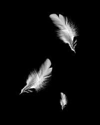 falling feathers White Feather Aesthetic, Feather Aesthetic Wallpaper, Falling Angel Aesthetic, Feathers Aesthetic, Feather Aesthetic, Falling Aesthetic, Angels Black And White, Feather Images, Falling Feathers