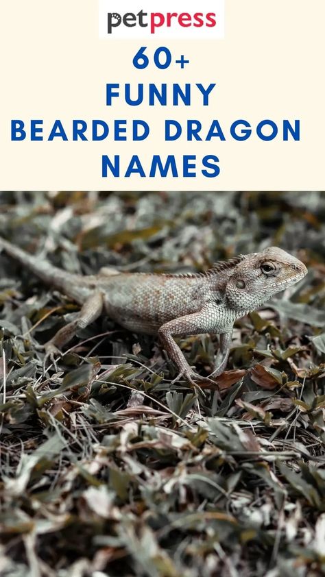 Here are some of our favorite funny bearded dragon names. Bearded Dragon Names, Bearded Dragon Funny, Funny Dragon, Dragon Names, Stonewall Jackson, Beard Humor, Bearded Lady, Guy Fieri, Funny Names