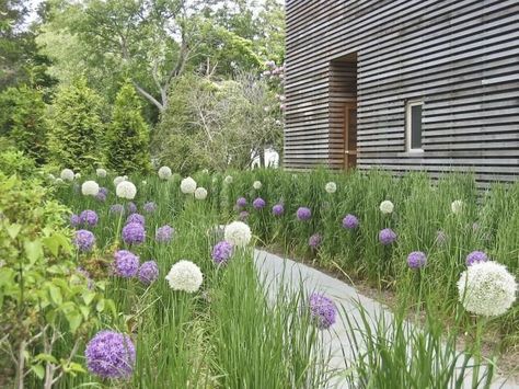 Allium + Grass Hollander Design, Allium Garden, Woodland Meadow, Allium Flowers, Prairie Garden, Planting Design, Secret Gardens, Love Garden, Garden Tours