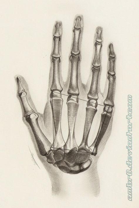 Hand Anatomy Study, Cool Things To Draw On Your Hand, Hands Anatomy, Drawing Medical, Skeleton Hands Drawing, Learn To Draw People, Tattoo Main, Skeleton Hand Holding, Pen Eraser