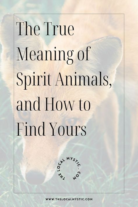 I think this is a wonderful way to get to know ourselves and to connect with spirit animal energies, and I also think there is a lot more we can tap into and learn from spirit animals as well. spirit animal list, spirit animal quotes, spirit animal quiz, spirit animal meaning Spiritual Animal Meanings, Spirit Animal List, Spirit Animal Quotes, Spirit Animal Quiz, Animal List, Spirit Animal Meaning, Totem Animals, Animal Meanings, Animal Quiz