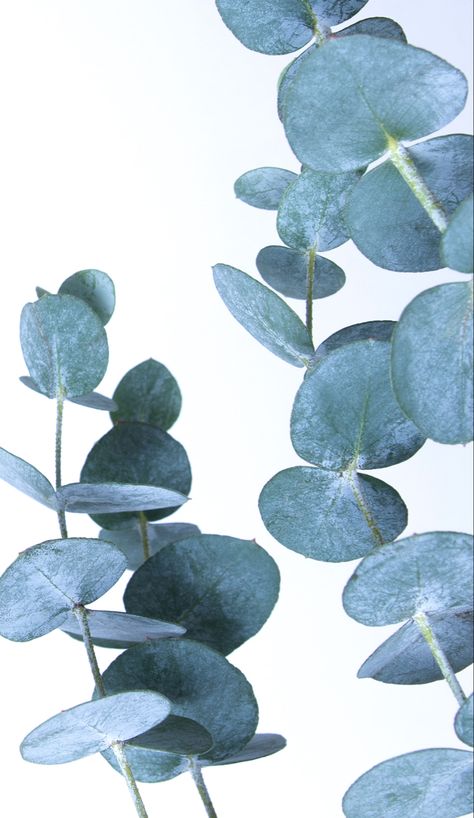 Eucalyptus Photography, Iphone Backgrounds, Gray Aesthetic, Watercolor Art Lessons, Watercolor Leaves, Photo Reference, Art Reference Photos, Android Wallpaper, Iphone Background